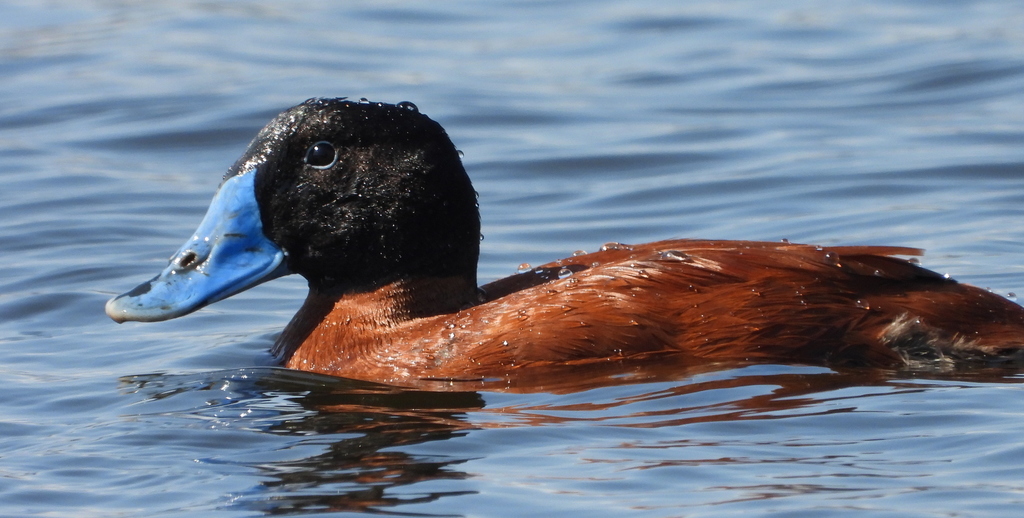 Maccoa Duck