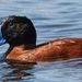 Maccoa Duck - Photo (c) Timothy Whitehead, some rights reserved (CC BY), uploaded by Timothy Whitehead