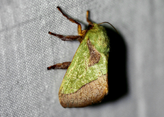 Latoia latistriga