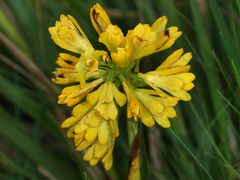 Eulophia leontoglossa