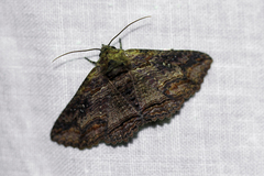 Pericyma mendax