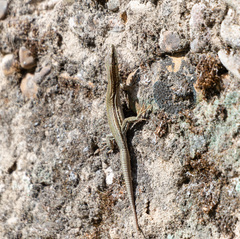 Podarcis liolepis