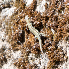 Podarcis liolepis