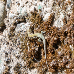 Podarcis liolepis