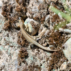 Podarcis liolepis