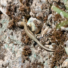 Podarcis liolepis