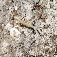 Podarcis liolepis