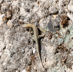 Podarcis liolepis