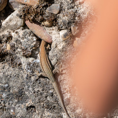 Podarcis liolepis