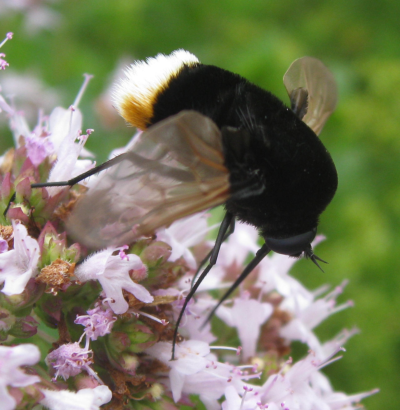 Oveja Blanca Hinchable Bee Bee