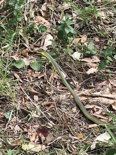 Common Tree Snake sighting