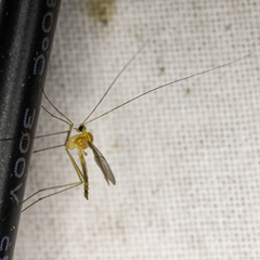 Macrocera lutea