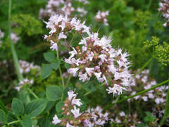Origanum