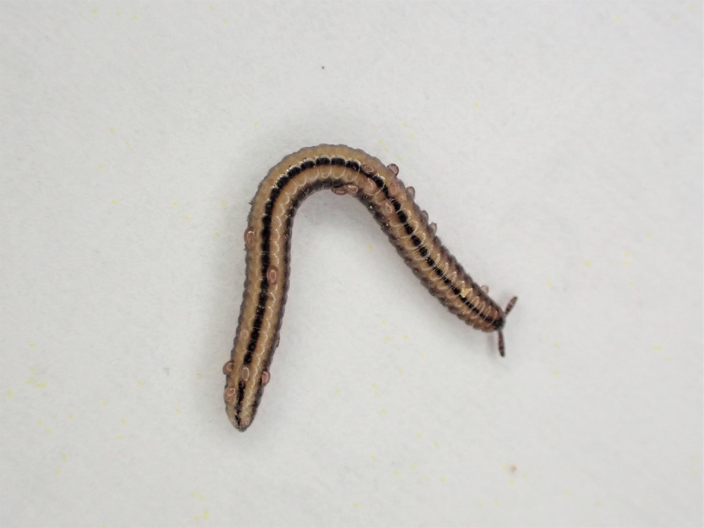 Siphonethus bellus