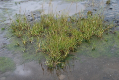 Sporobolus anglicus