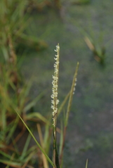 Sporobolus anglicus