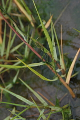 Sporobolus anglicus