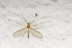Macrocera lutea