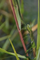 Sporobolus anglicus
