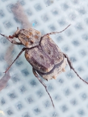 Dasyvalgus formosanus