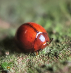 Derispia gibbosa
