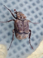 Dasyvalgus formosanus