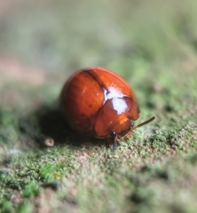 Derispia gibbosa