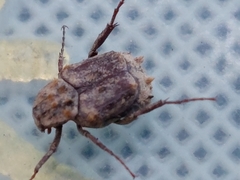 Dasyvalgus formosanus