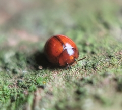 Derispia gibbosa