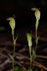 Pterostylis ectypha