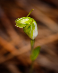 Pterostylis ectypha