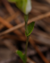 Pterostylis ectypha