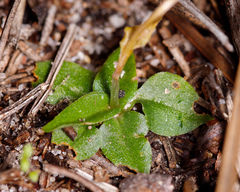 Pterostylis ectypha