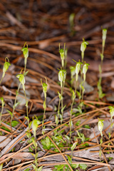 Pterostylis ectypha