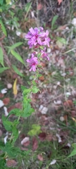 Lythrum salicaria