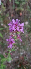 Lythrum salicaria