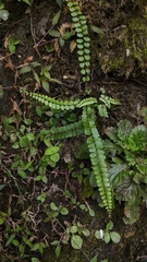 Asplenium tripteropus