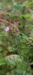 Mentha aquatica