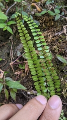 Asplenium tripteropus