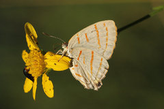 Hemiolaus caeculus caeculus