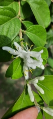 Lonicera