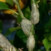 Citrus Gall Wasp - Photo (c) Michael Keogh, some rights reserved (CC BY-NC-SA), uploaded by Michael Keogh