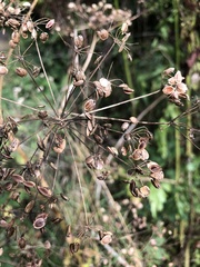 Tordylieae