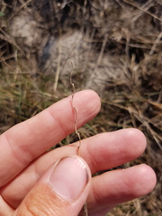 Pholiurus pannonicus
