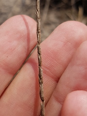 Pholiurus pannonicus