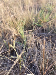 Bupleurum tenuissimum