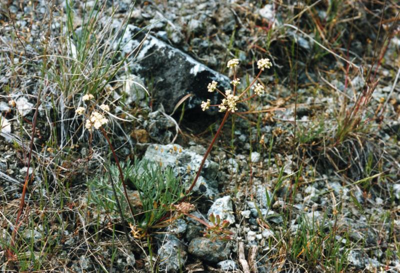 Lomatium engelmannii