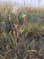 Scorzonera parviflora