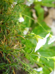 Cherleria langii