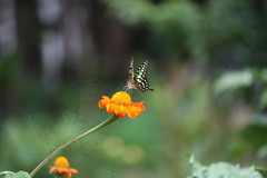 Graphium agamemnon menides